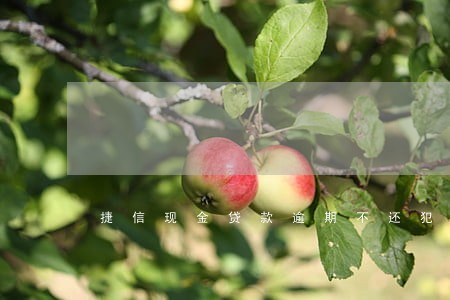 捷信现金贷款逾期不还犯法吗 捷信现金贷款逾期不还犯法吗