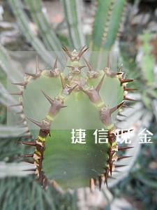 捷信现金贷款逾期半个月怎么办 捷信现金贷款逾期半个月怎么办