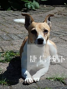 捷信线下签约欠8万逾期会上门吗 捷信线下签约欠8万逾期会上门吗