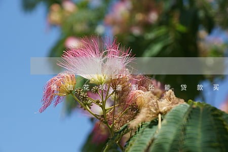 捷信花呗逾期还能贷款买房买车吗 捷信花呗逾期还能贷款买房买车吗