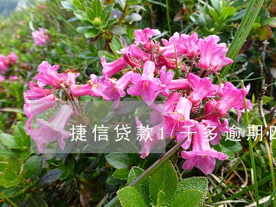 捷信贷款1千多逾期四个月 捷信贷款1千多逾期四个月