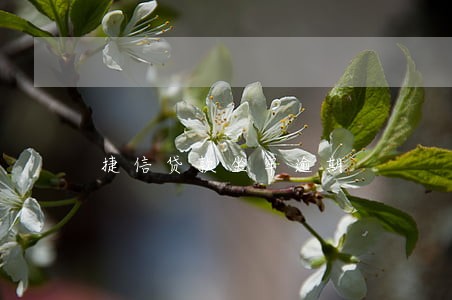 捷信贷款坐牢逾期 捷信贷款坐牢逾期