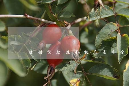 捷信贷款能不能只还本金 捷信贷款能不能只还本金