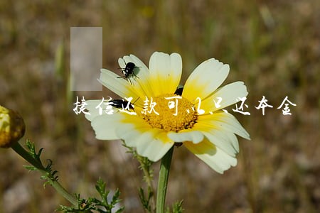 捷信还款可以只还本金