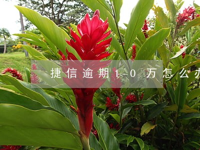 捷信逾期10万怎么办 捷信逾期10万怎么办