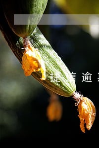 捷信逾期176怎么办 捷信逾期176怎么办