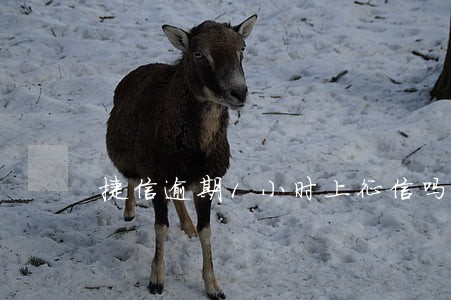 捷信逾期1小时上征信吗 捷信逾期1小时上征信吗