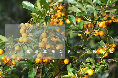捷信逾期20天已经还款了