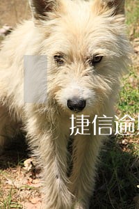 捷信逾期20天记录怎么消除 捷信逾期20天记录怎么消除