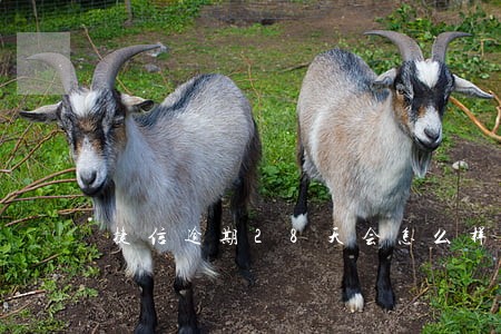 捷信逾期28天会怎么样 捷信逾期28天会怎么样