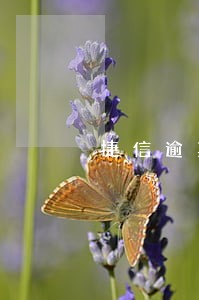 捷信逾期3个月还能买车吗 捷信逾期3个月还能买车吗