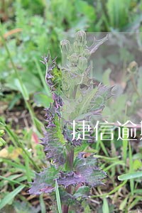捷信逾期3年还了不销账 捷信逾期3年还了不销账