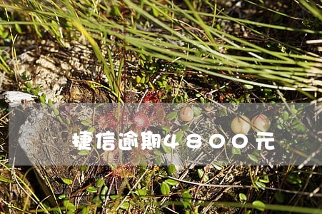 捷信逾期4800元