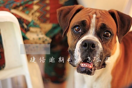 捷信逾期4天怎么还 捷信逾期4天怎么还