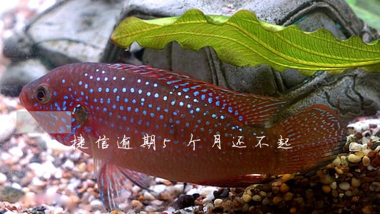 捷信逾期5个月还不起 捷信逾期5个月还不起