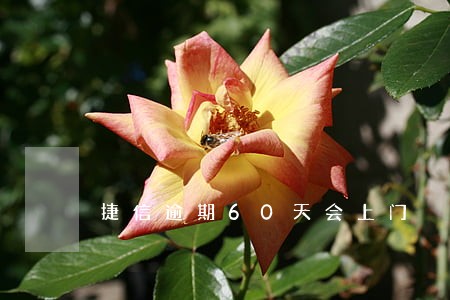 捷信逾期60天会上门 捷信逾期60天会上门