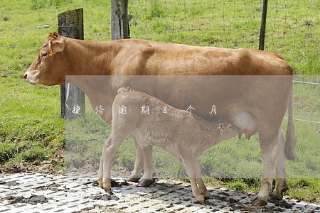 捷信逾期8个月 捷信逾期8个月