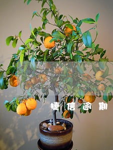 捷信逾期90天还过会被拉黑吗