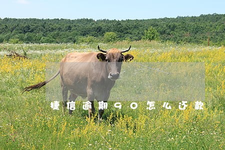 捷信逾期90怎么还款 捷信逾期90怎么还款