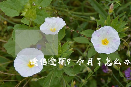 捷信逾期9个月了怎么办 捷信逾期9个月了怎么办