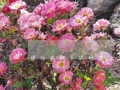 捷信逾期下款网贷 捷信逾期下款网贷