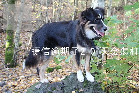 捷信逾期了20天会怎样