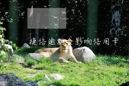 捷信逾期会影响信用卡 捷信逾期会影响信用卡