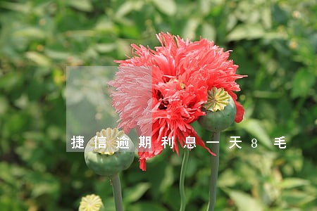 捷信逾期利息一天8毛 捷信逾期利息一天8毛
