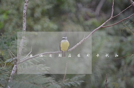 捷信逾期后银行卡代扣