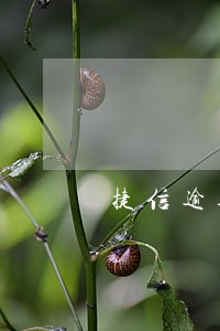 捷信逾期四天影响信用吗