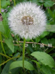 捷信逾期多久商量还本金6 捷信逾期多久商量还本金6