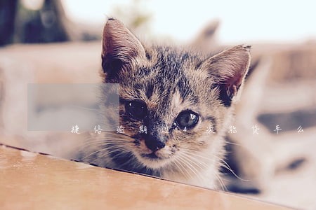捷信逾期过4次能贷车么 捷信逾期过4次能贷车么