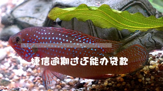 捷信逾期过还能办贷款 捷信逾期过还能办贷款
