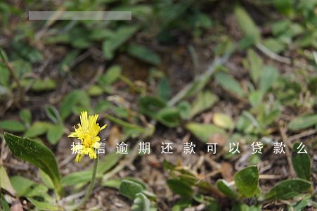 捷信逾期还款可以贷款么 捷信逾期还款可以贷款么