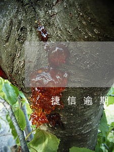 捷信逾期还清还能贷款吗 捷信逾期还清还能贷款吗