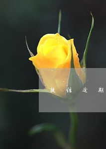 捷信逾期还能贷其它网贷吗 捷信逾期还能贷其它网贷吗