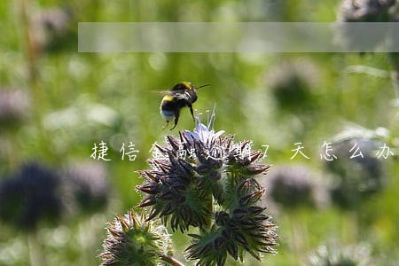 捷信金融逾期7天怎么办