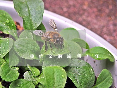 捷信金融逾期7年 捷信金融逾期7年