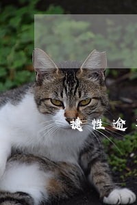 捷性逾期可以办信用卡么 捷性逾期可以办信用卡么
