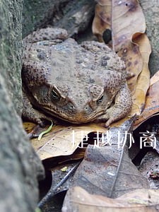 捷越协商只还本金