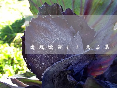 捷越逾期11天后果 捷越逾期11天后果