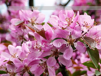 捿信65000元逾期半个月 捿信65000元逾期半个月
