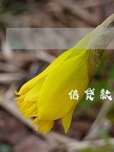 捿信贷款逾期有被起诉的吗