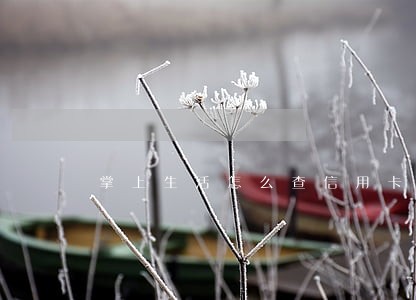 掌上生活怎么查信用卡逾期 掌上生活怎么查信用卡逾期
