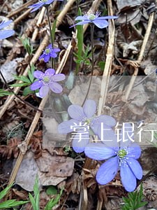 掌上银行逾期后无法掌上取现