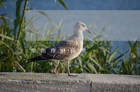 掌指理财逾期 掌指理财逾期