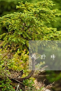 掏野蜂蜜违法吗 掏野蜂蜜违法吗