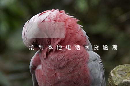 接到本地电话网贷逾期 接到本地电话网贷逾期