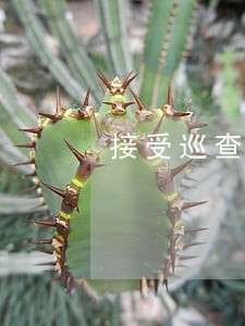 接受巡查工作 接受巡查工作
