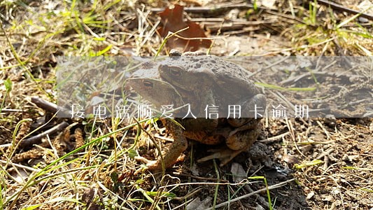 接电话顺爱人信用卡逾期